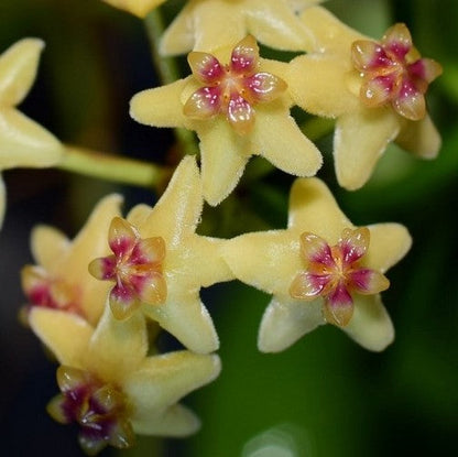  Hoya Collina Plant
