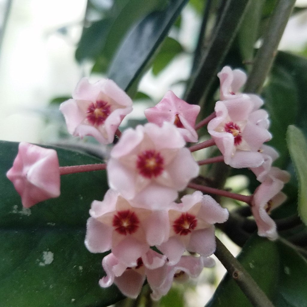  Hoya Dasyantha Plant