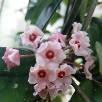  Hoya Dasyantha Plant