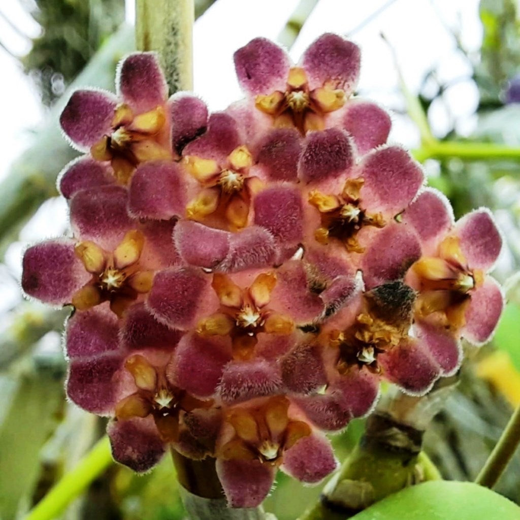  Hoya Davidcummingii Plant