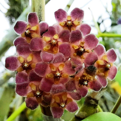  Hoya Davidcummingii Plant