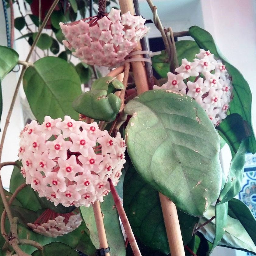  Hoya Fungii Plant