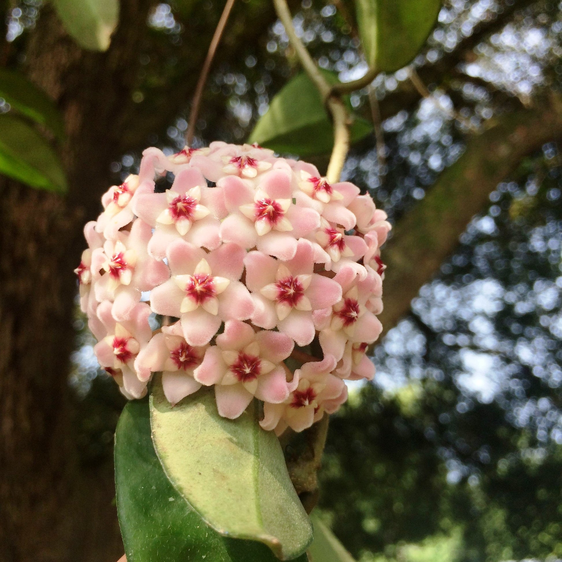  Hoya Fungii Plant