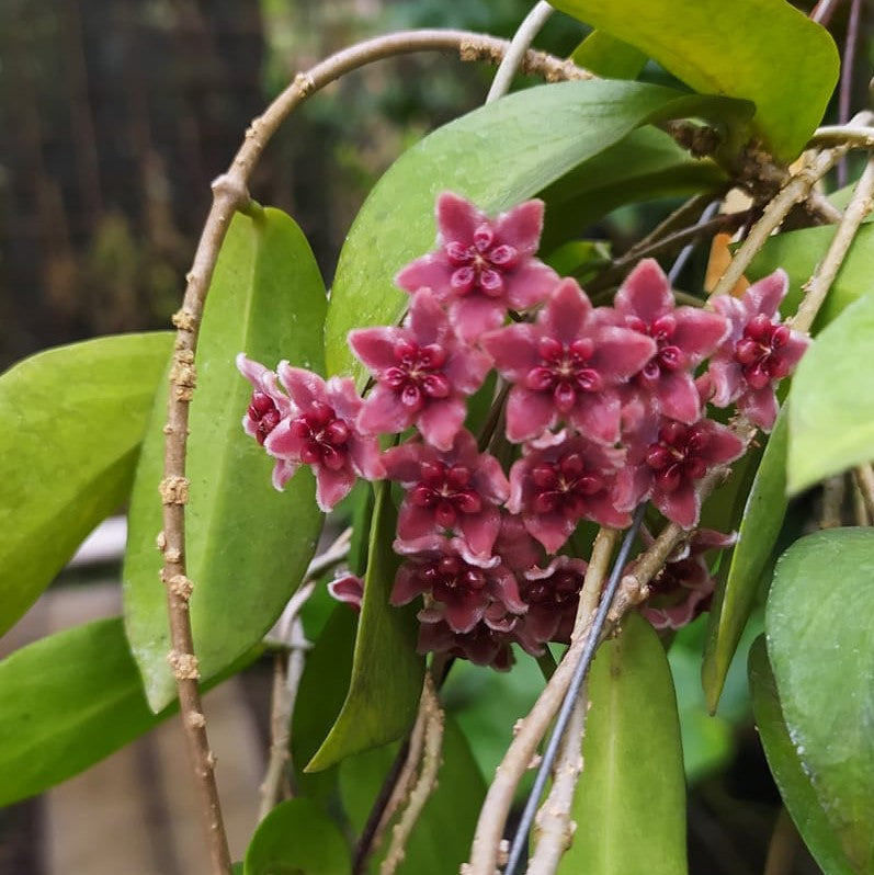  Hoya Globulifera Plant