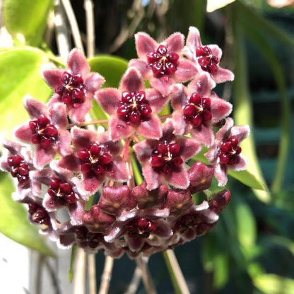  Hoya Globulifera Plant