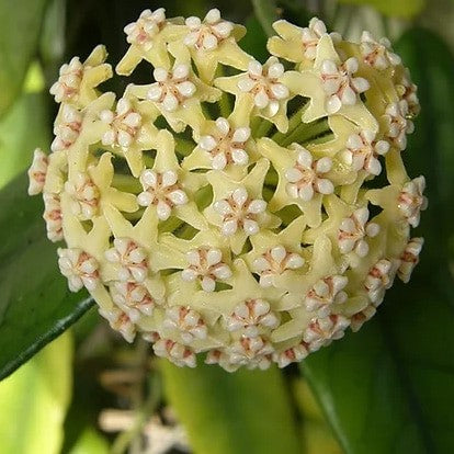  Hoya Globulosa Plant