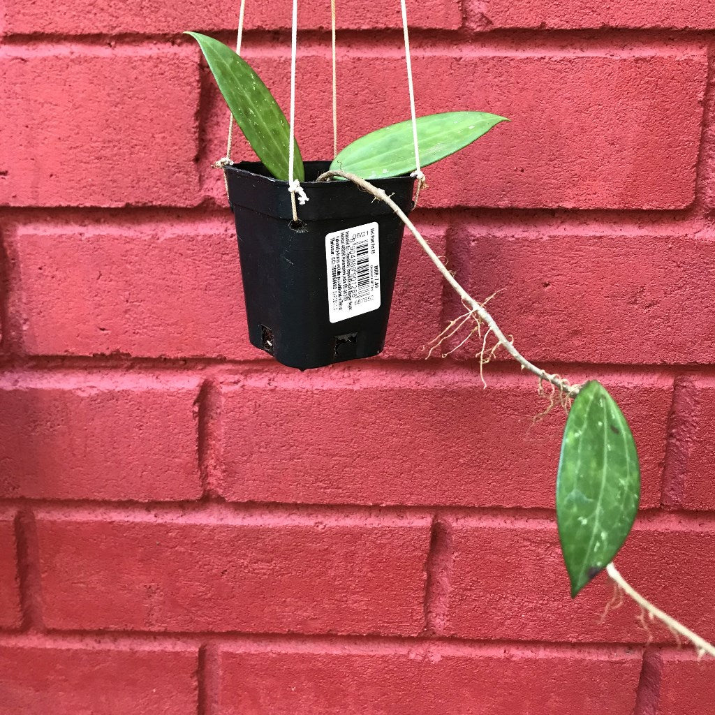 Hoya Hanhiae Pink Plant