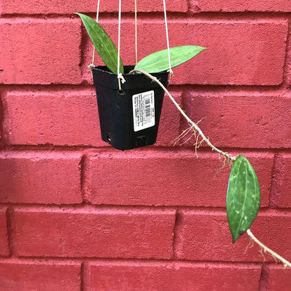 Hoya Hanhiae Pink Plant