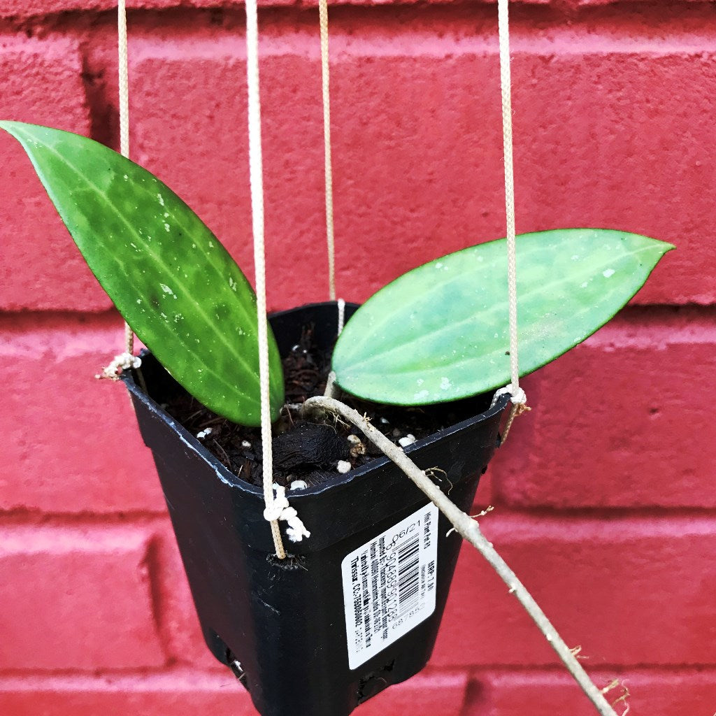  Hoya Hanhiae Pink Plant