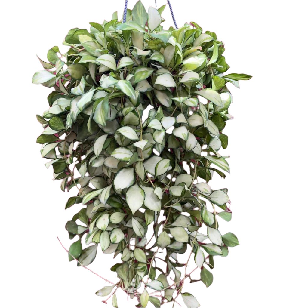  Hoya Heuschkeliana 'Variegata' Plant