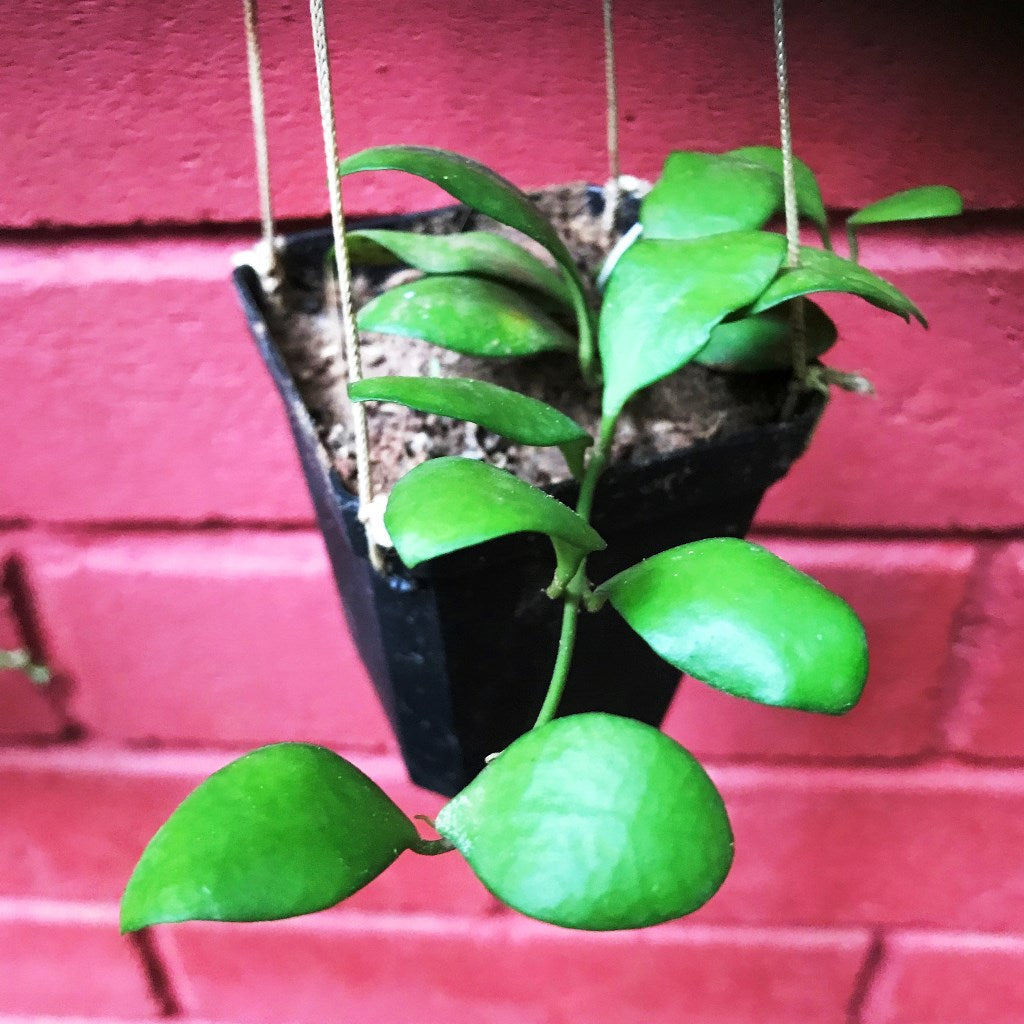  Hoya Heuschkeliana Yellow Plant