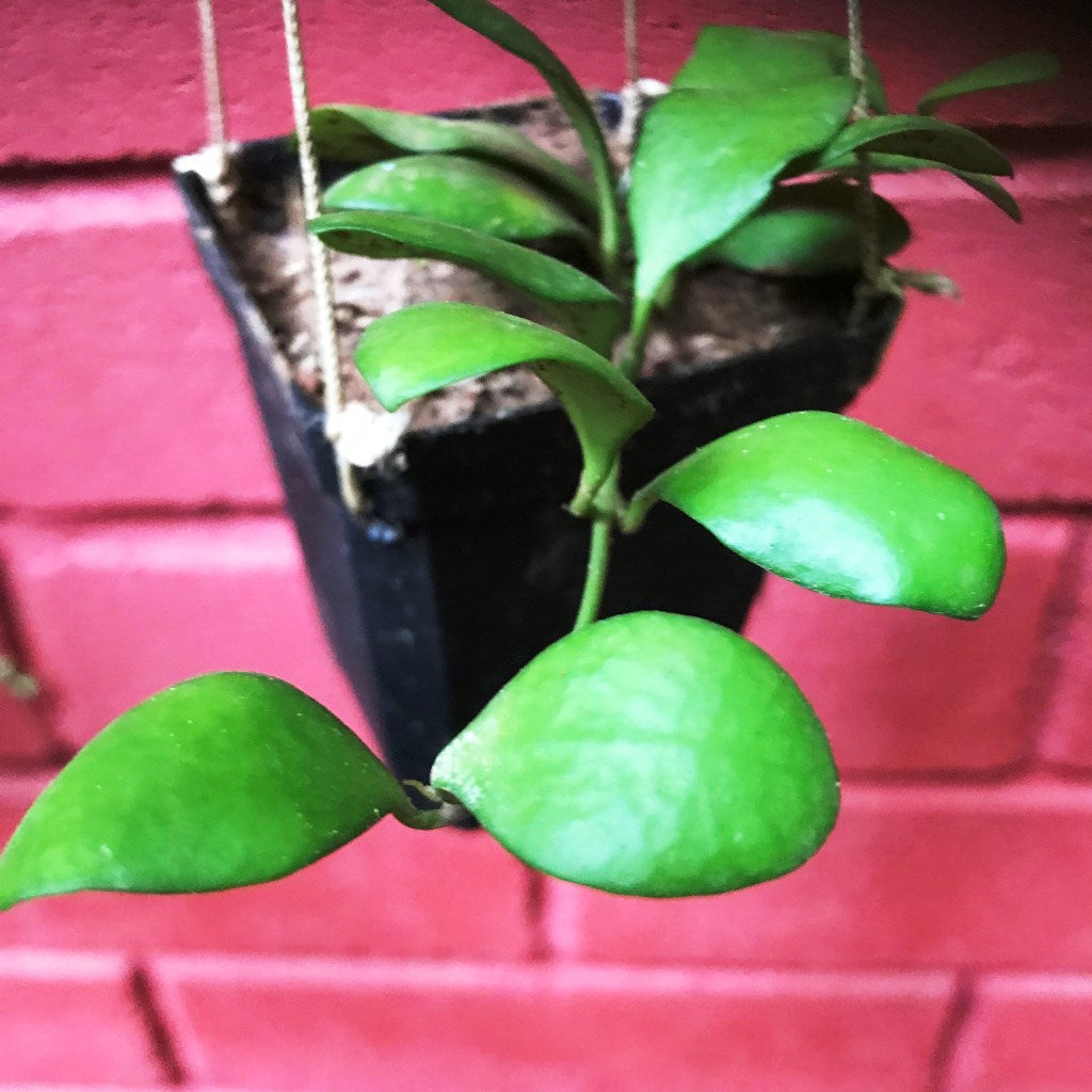  Hoya Heuschkeliana Yellow Plant