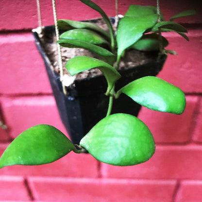  Hoya Heuschkeliana Yellow Plant