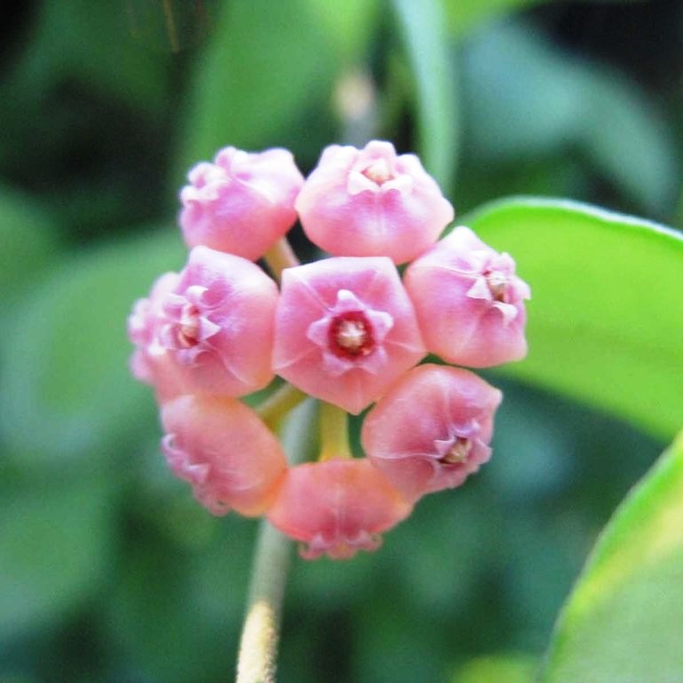  Hoya Heuschkeliana Pink Plant