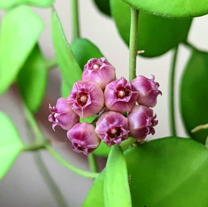  Hoya Heuschkeliana Pink Plant