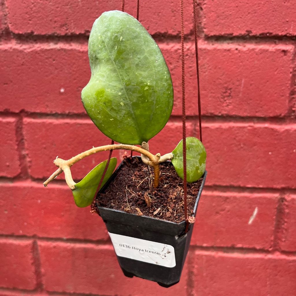  Hoya Icensis Plant