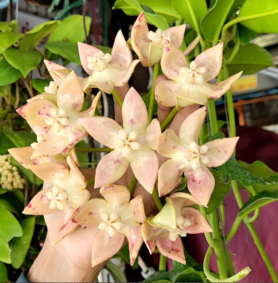  Hoya Imperialis ‘Palawan’ Plant