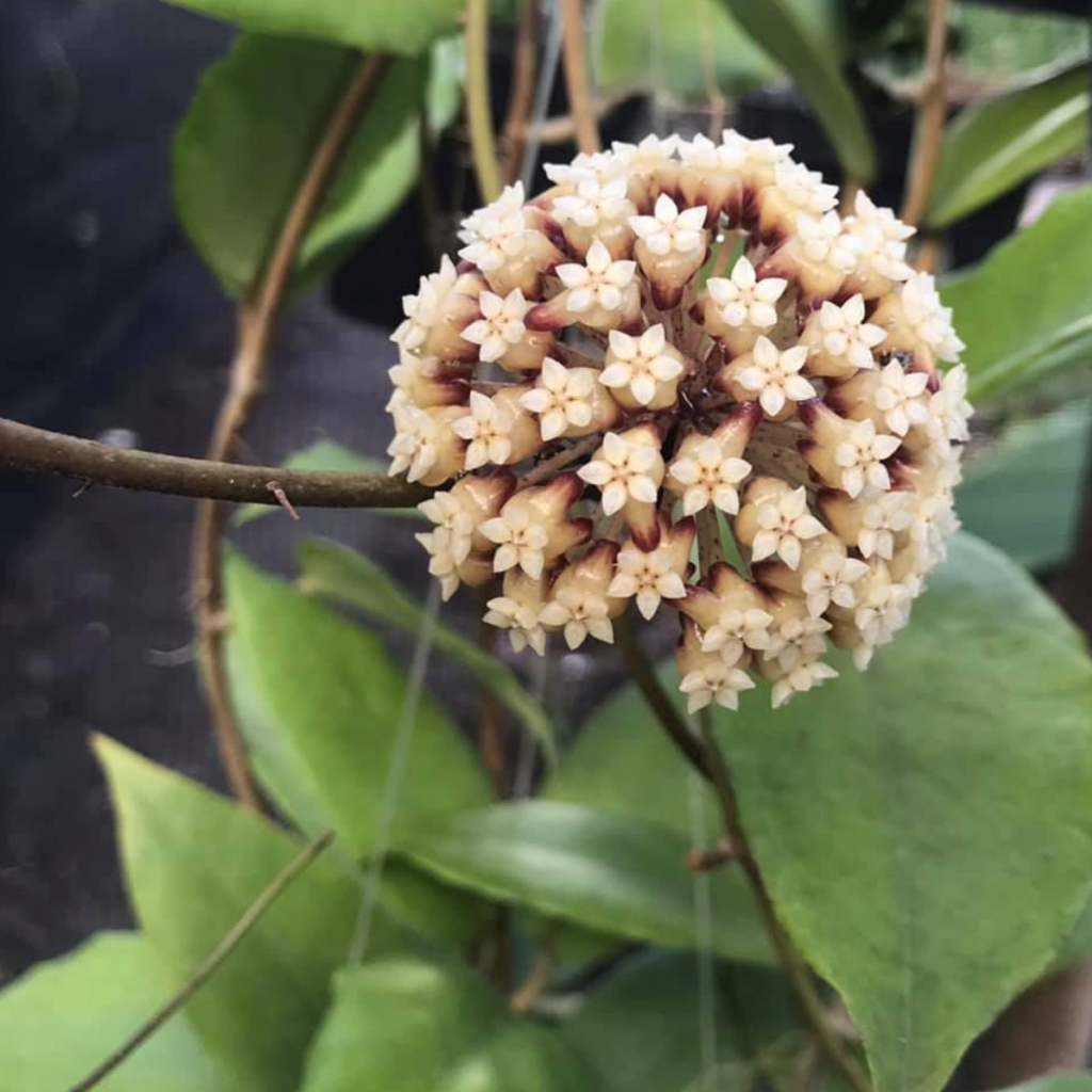  Hoya Incrassata Plant