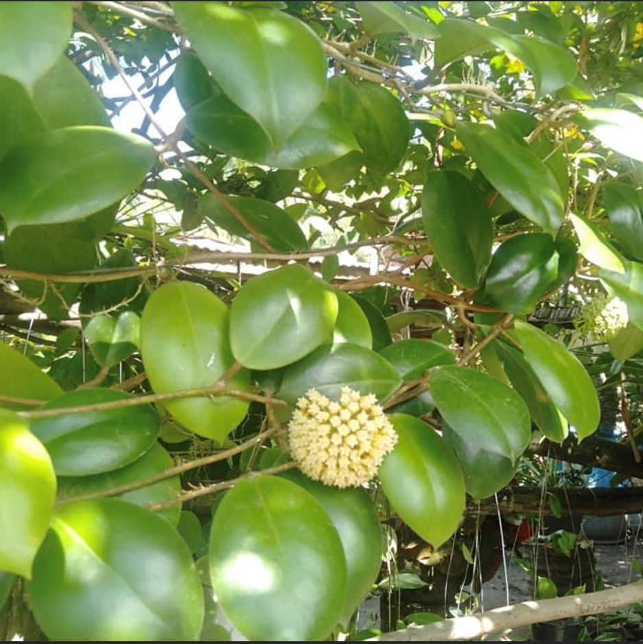  Hoya Incrassata Plant