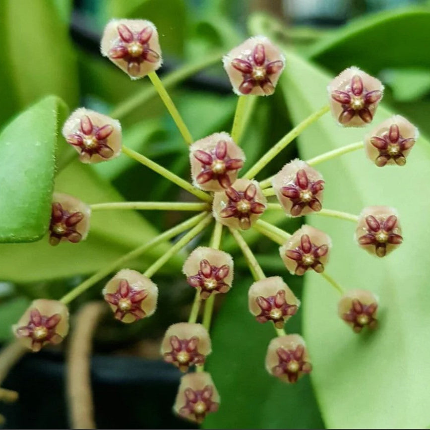  Hoya Incurvula Plant