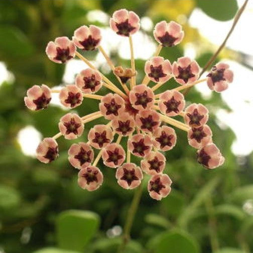  Hoya Incurvula Plant