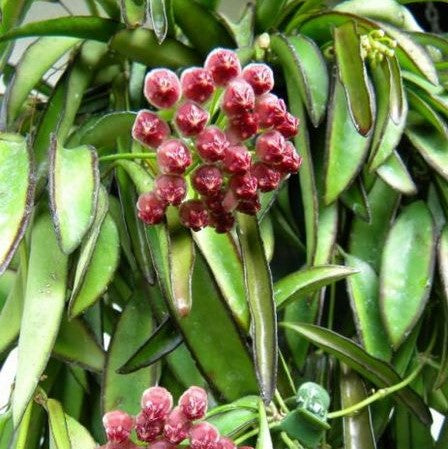  Hoya Kentiana Green Plant