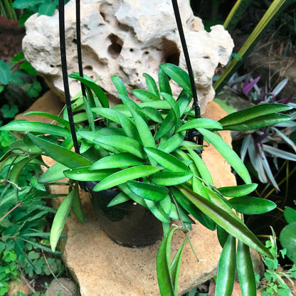  Hoya Kentiana Green Plant