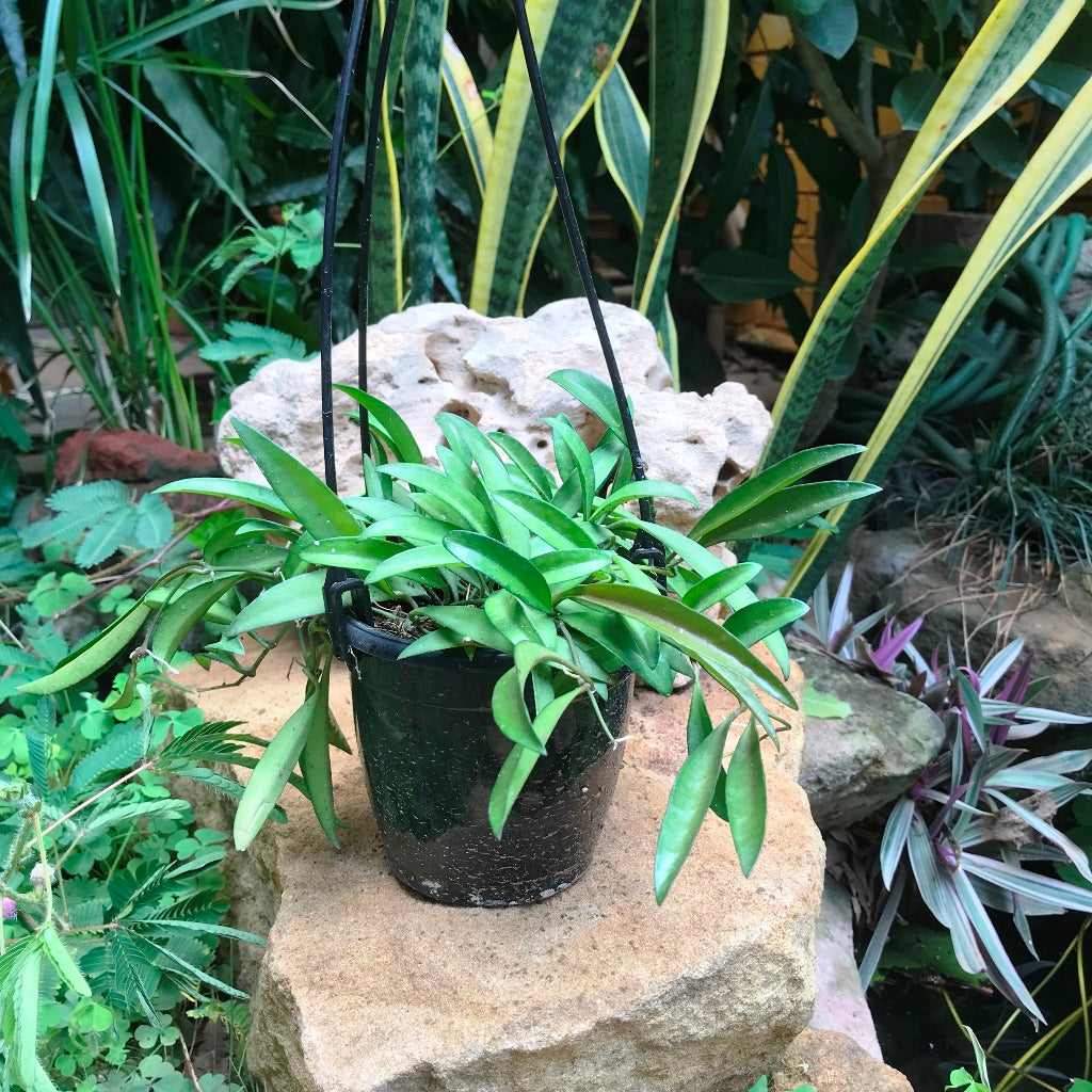 Hoya Kentiana Green Plant
