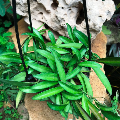 Hoya Kentiana Green Plant