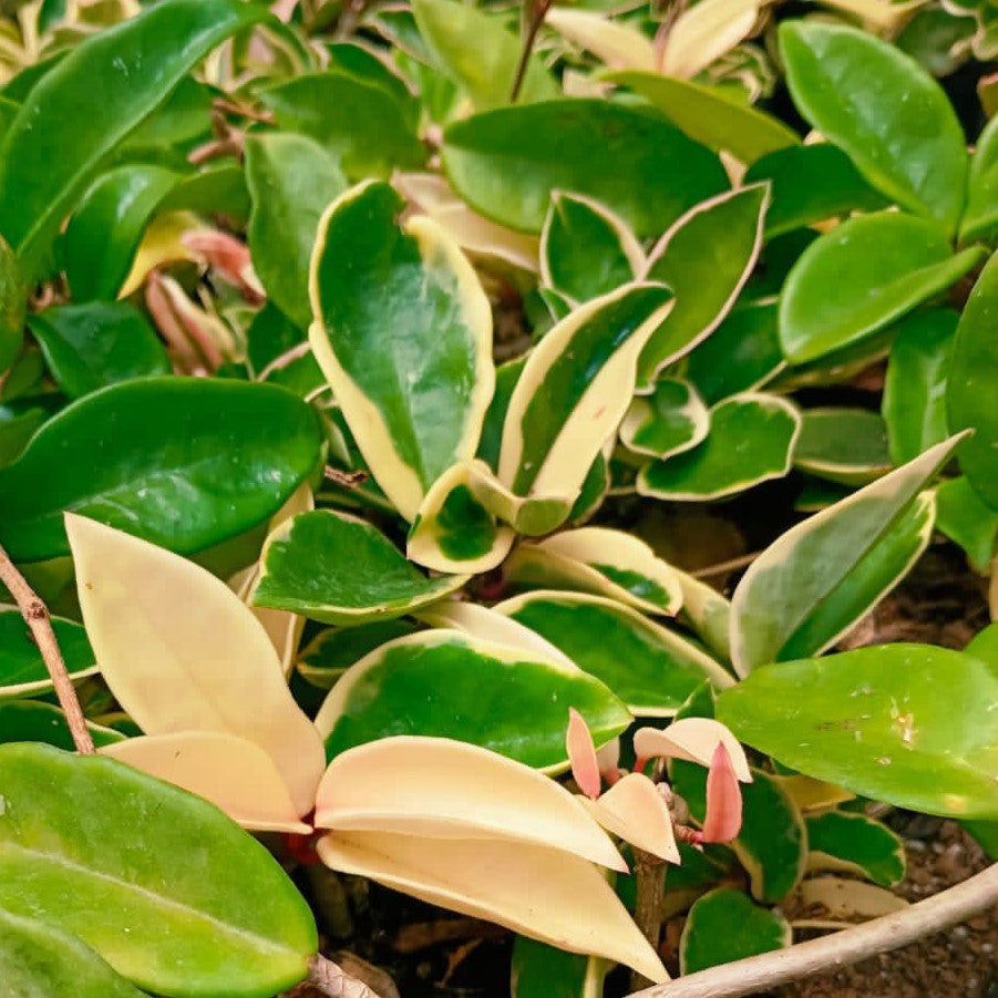  Hoya Krimson Princess Plant