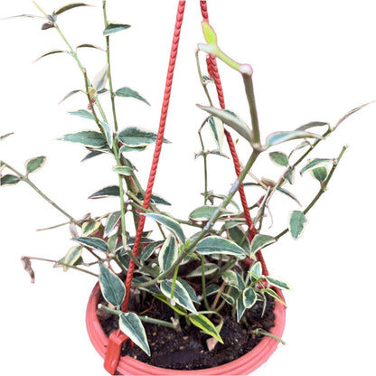  Hoya Lanceolata Bella Albomarginata Plant