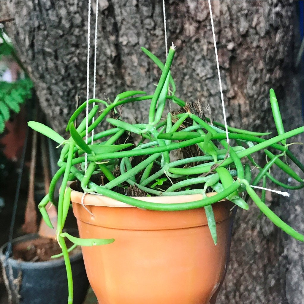  Dischidia Bengalensis Plant