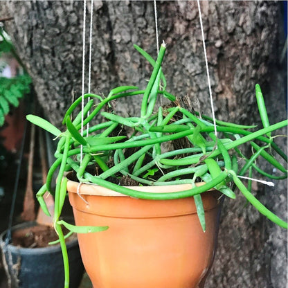  Dischidia Bengalensis Plant