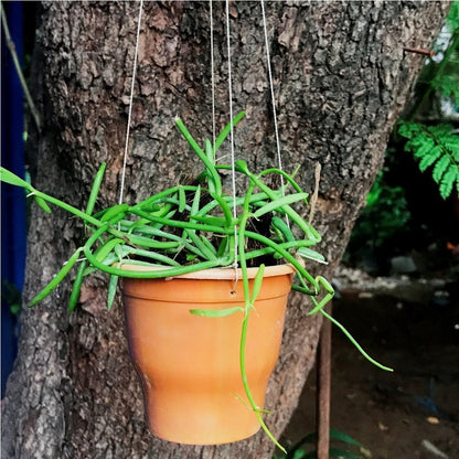  Dischidia Bengalensis Plant