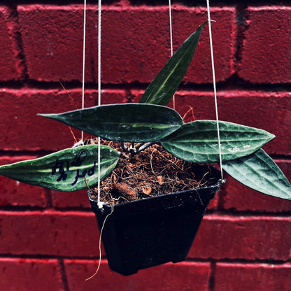  Hoya Macrophylla 'Pot Of Gold' Plant