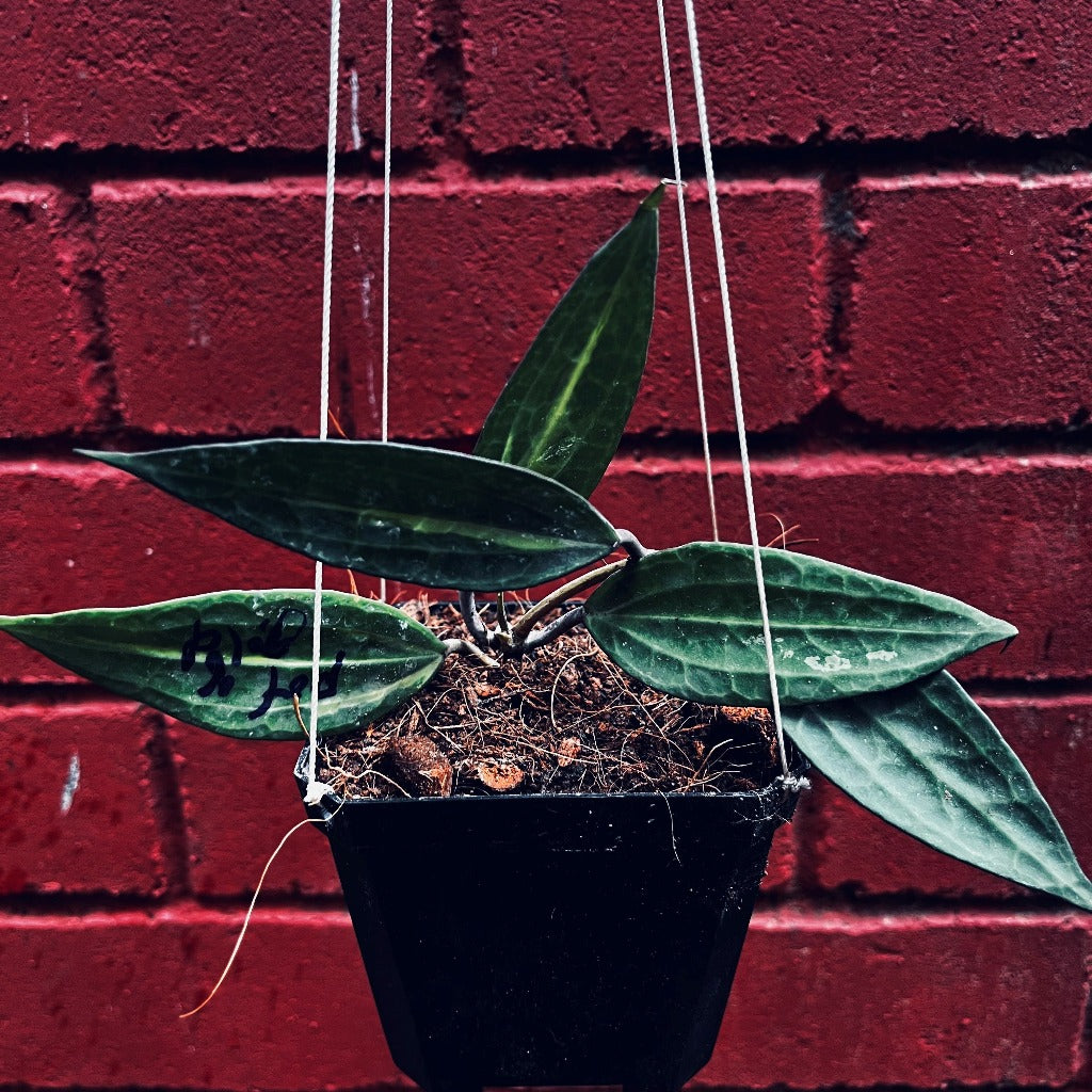  Hoya Macrophylla 'Pot Of Gold' Plant