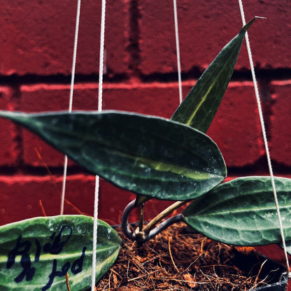  Hoya Macrophylla 'Pot Of Gold' Plant