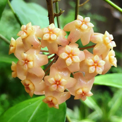  Hoya Neoebudica Plant