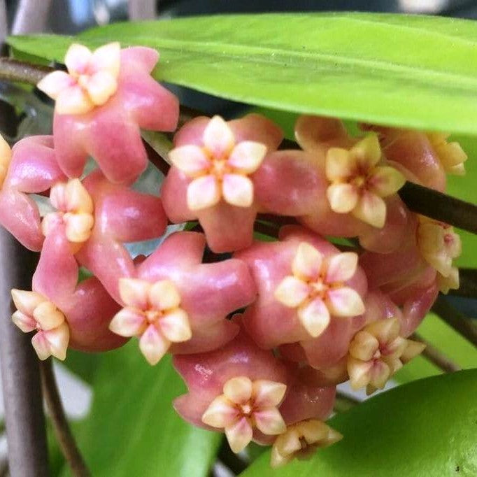  Hoya Neoebudica Plant