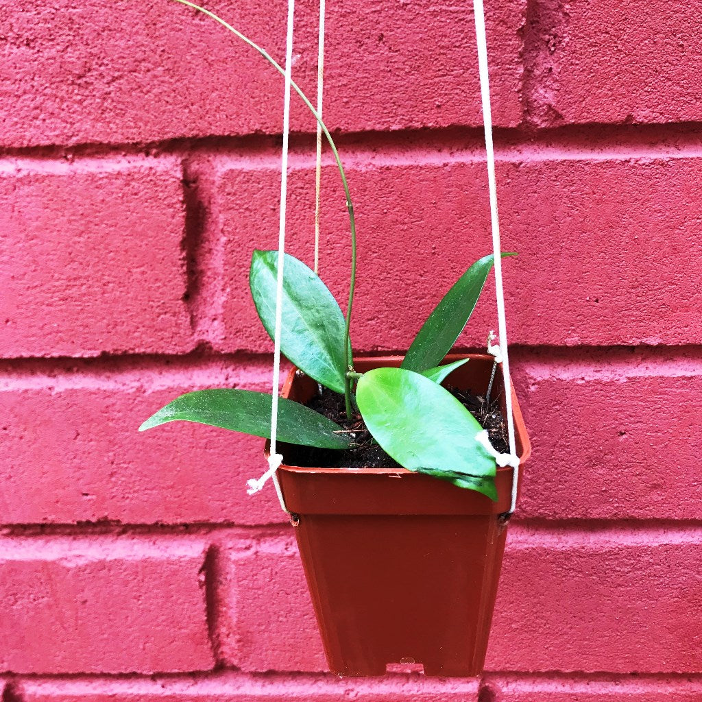  Hoya Neoebudica Plant