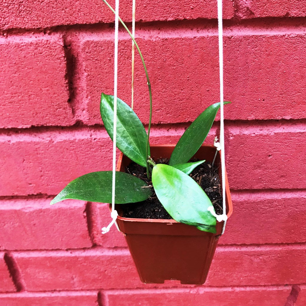  Hoya Neoebudica Plant