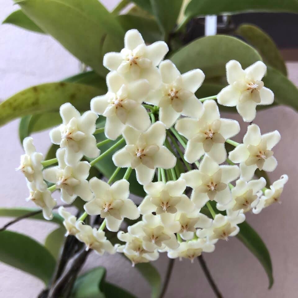  Hoya Pubicalyx White Dragon Plant