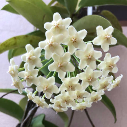  Hoya Pubicalyx White Dragon Plant