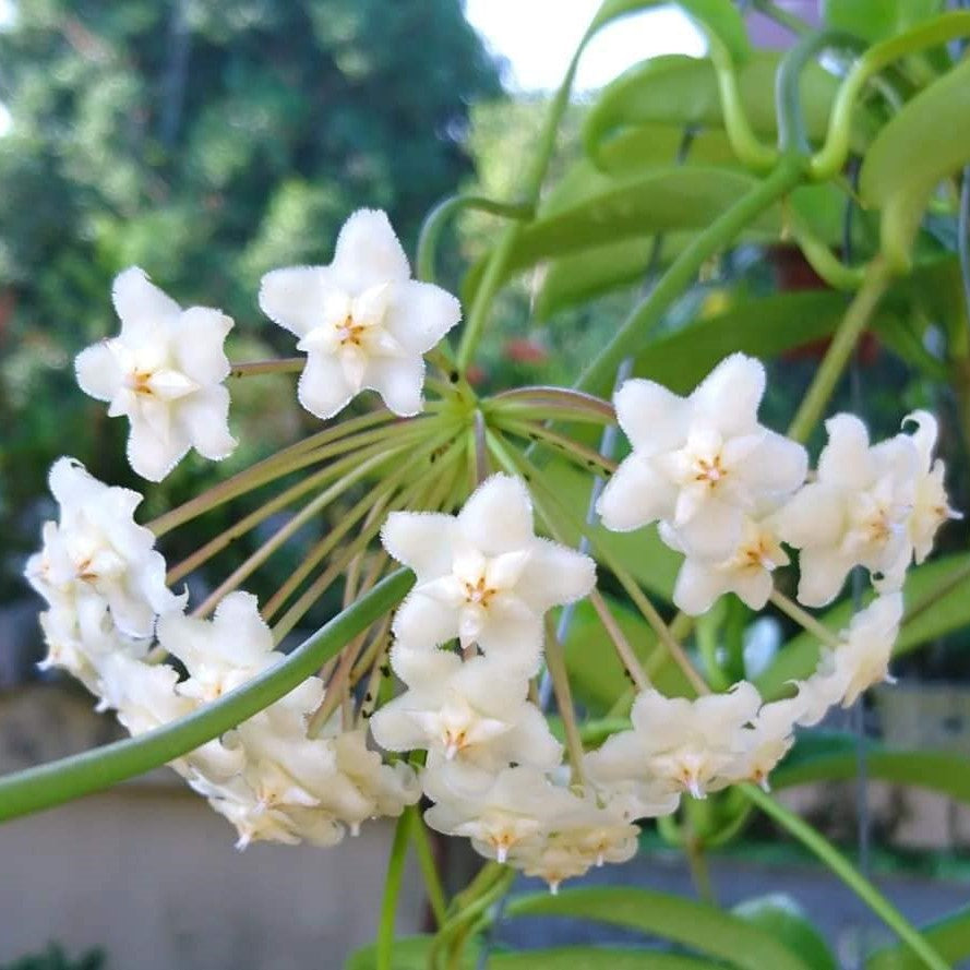  Hoya Pubicalyx White Dragon Plant