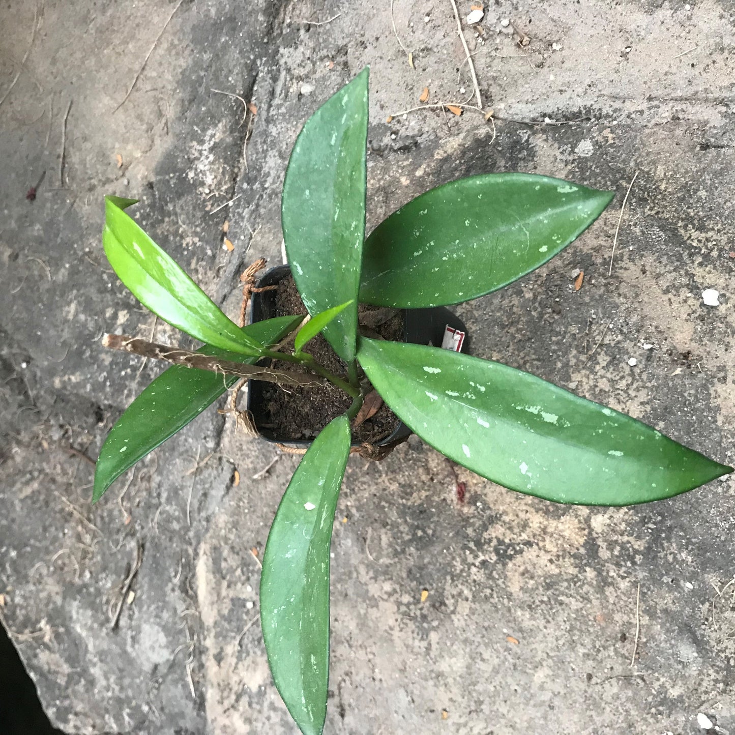  Hoya Pubicalyx Red Buttons Plant