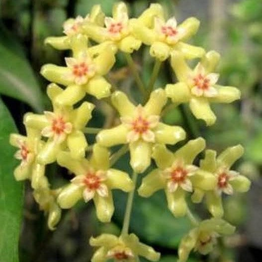  Hoya Quinquenervia Plant