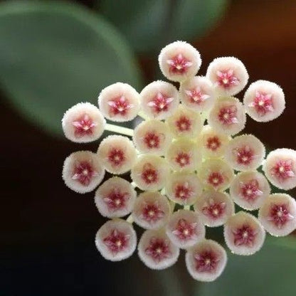  Hoya Sipitangensis Plant