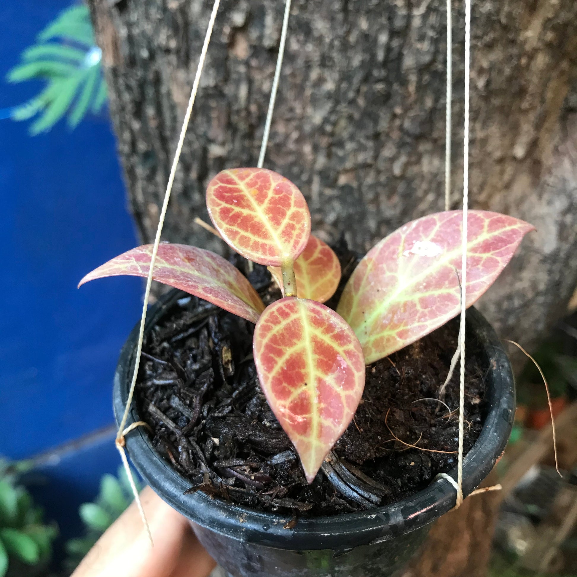  Hoya Obscura Sunrise Plant