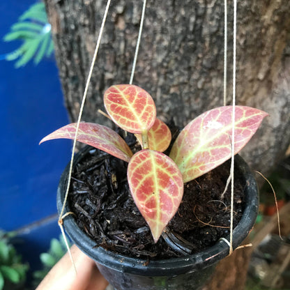  Hoya Obscura Sunrise Plant