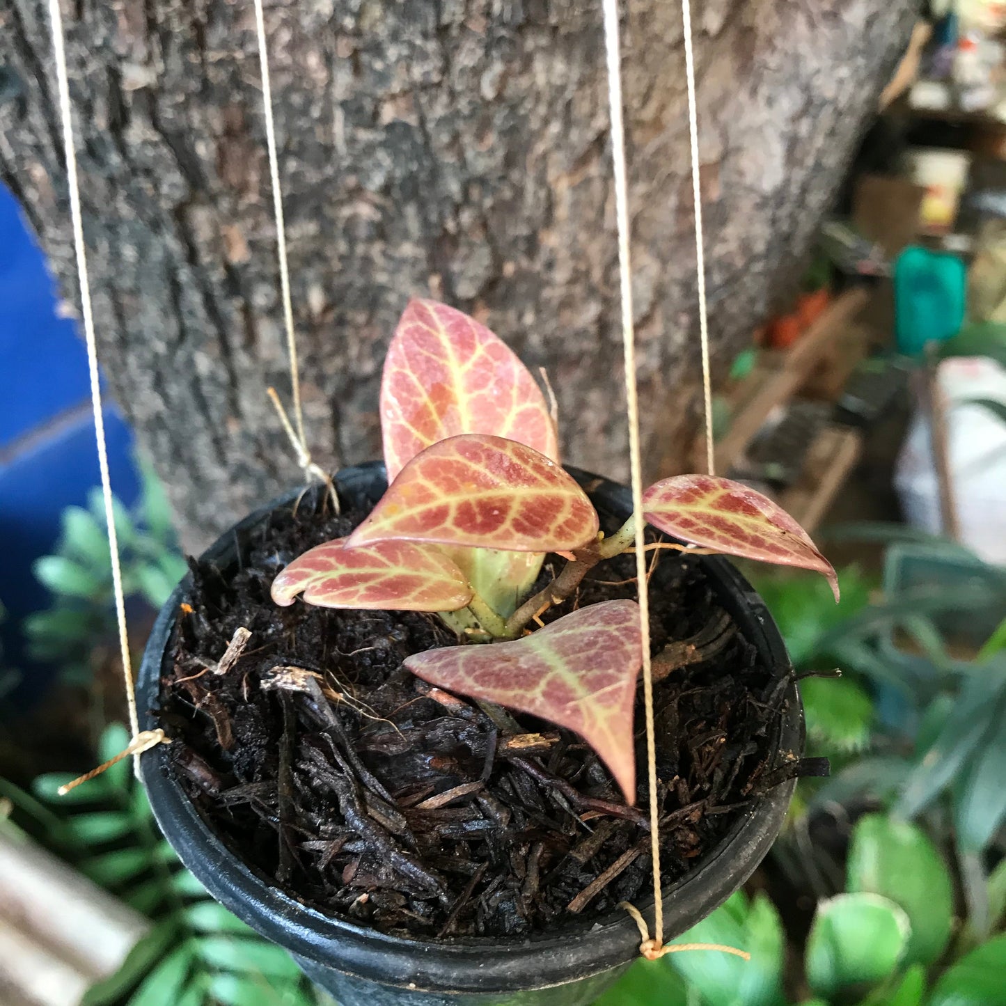  Hoya Obscura Sunrise Plant